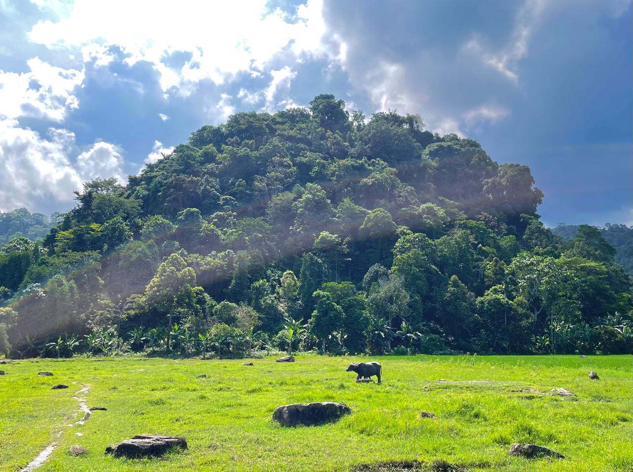 Bukit Savana: Surga Tersembunyi di Kaki Gunung Rajabasa yang Instagramable dan Gratis!