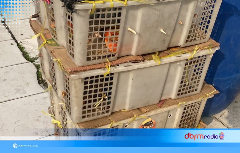 98 Ekor Burung Diselundupkan dalam Bagasi Toyota Hiace, Diamankan di Bakauheni