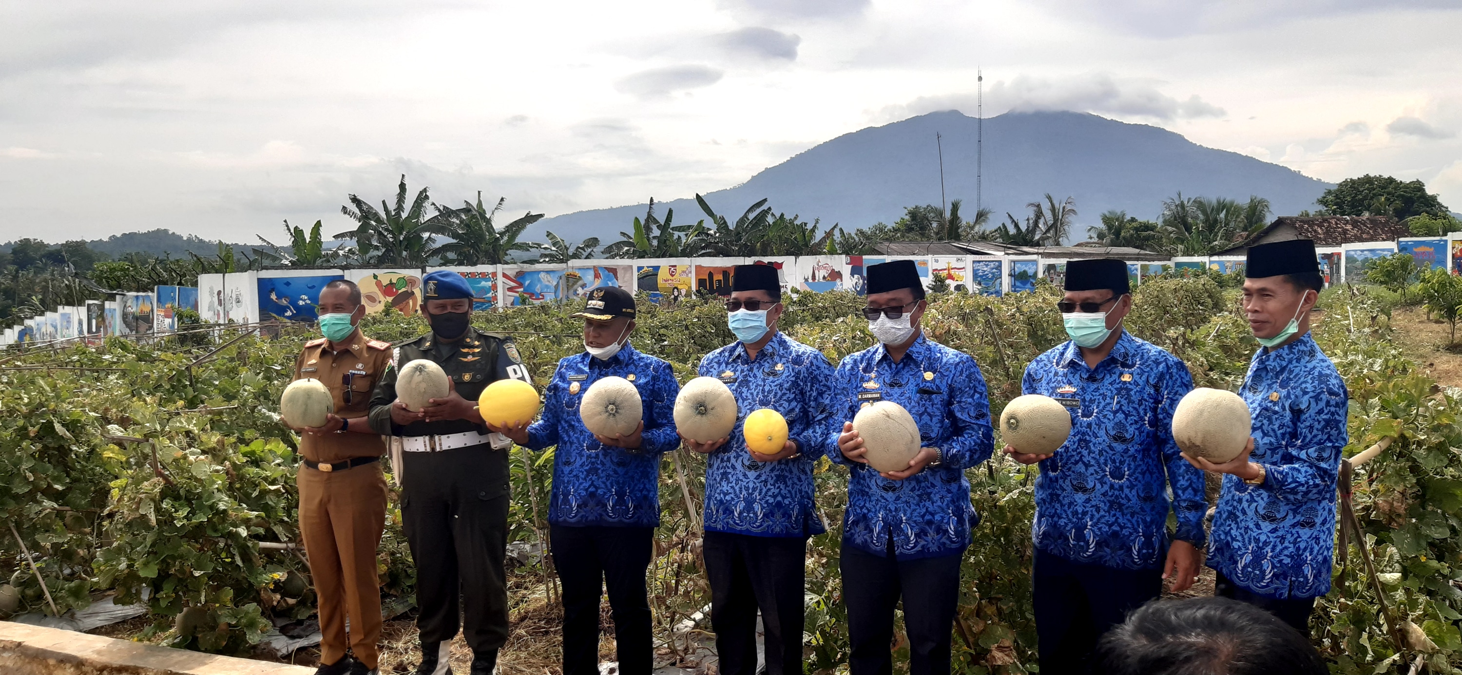 Melon Amara dan Golden Melon di kebun edukasi Rumah Dinas Bupati Lampung Selatan, kembali dipanen