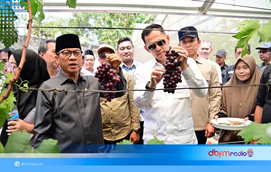 Dari Potensi Lokal Menuju Pasar Nasional, Kebun Anggur Merak Batin Dapat Dukungan Mendes