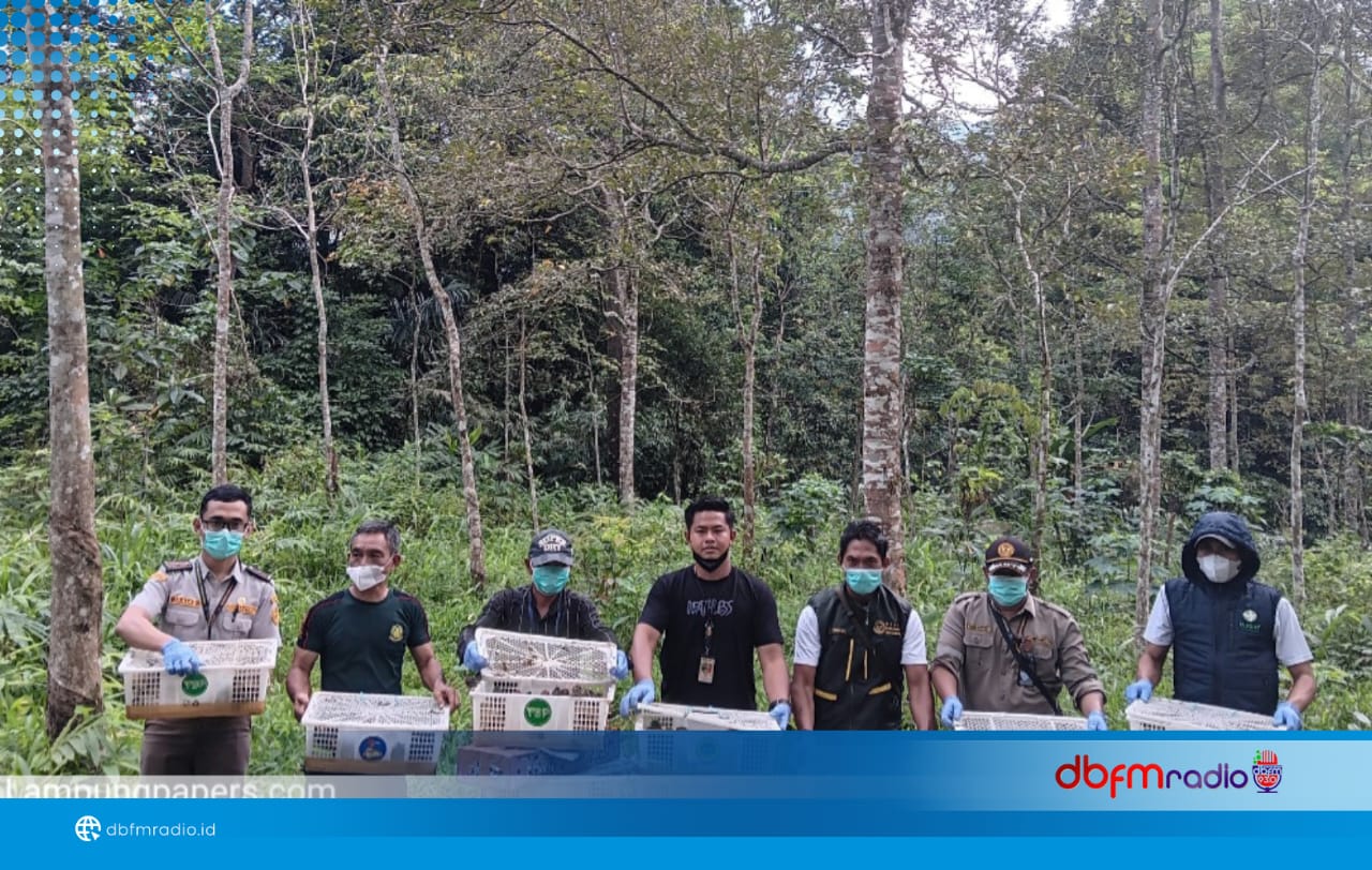 Ribuan Burung Hasil Sitaan Karantina dan KSKP Bakauheni Dilepasliarkan di Gunung Rajabasa