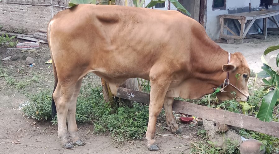 Polsek Kalianda Tangkap Pelaku Curanmor Sapi, Satu Ekor Sapi Metal Diamankan