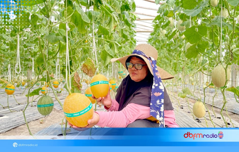 Deli Farm Hadir di Kalianda, Wisata Petik Melon Premium Langsung dari Pohonnya