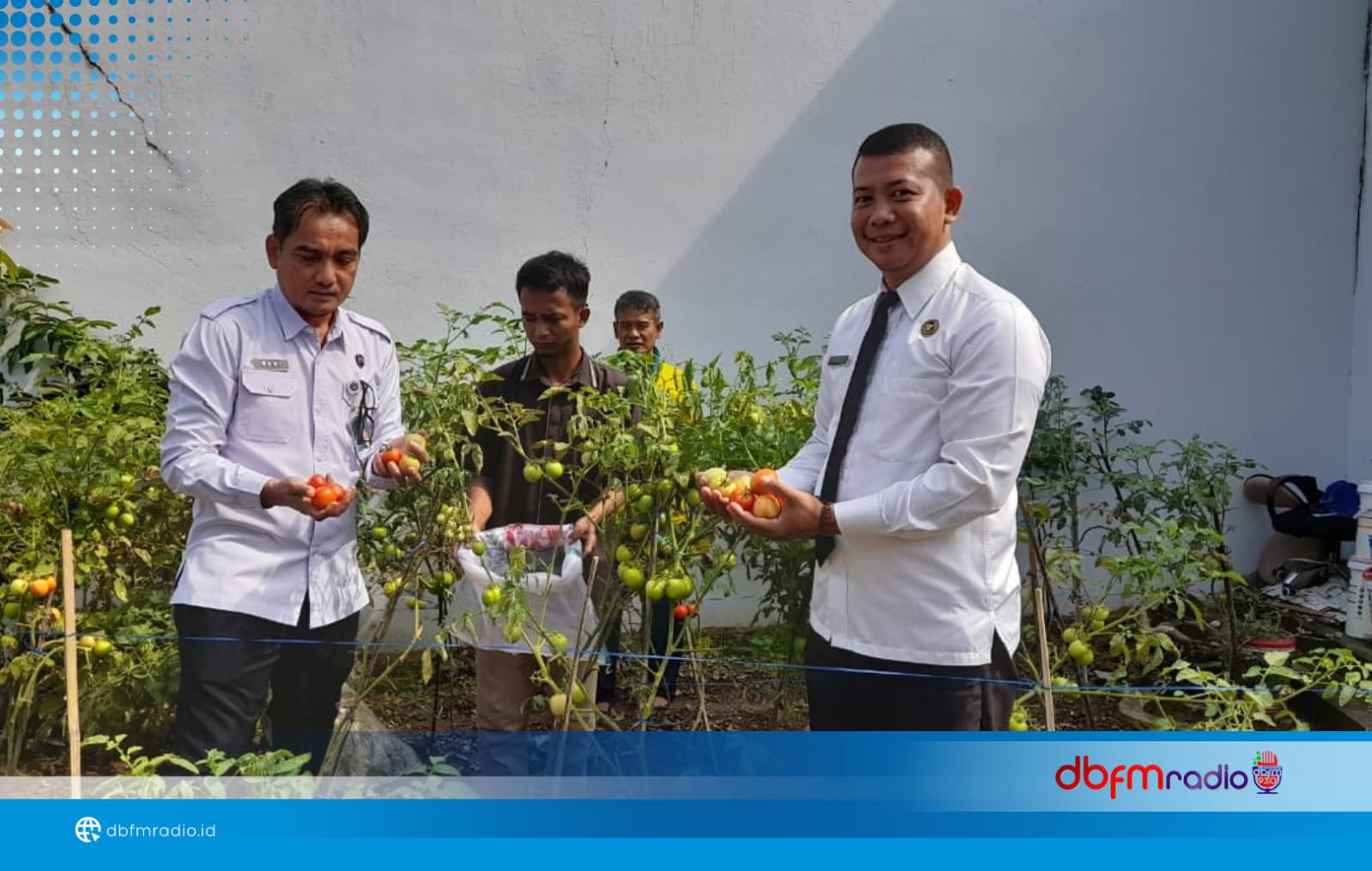 Lapas Kalianda Panen Tomat, Wujud Dukungan terhadap Program Ketahanan Pangan