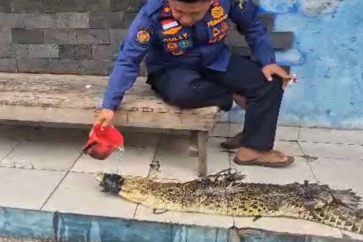 Petugas Damkarmat Lampung Selatan Evakuasi Buaya 2 Meter dari Rumah Warga