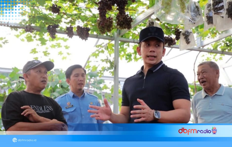 Inovasi BUMDes Merak Berseri Dilirik Bupati Egi, Budidaya Melon-Anggur Siap Dikembangkan