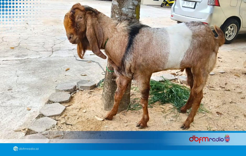 Ungkap Curanmor Ternak, Polsek Tanjung Bintang Ringkus Dua Spesialis Pencuri Kambing