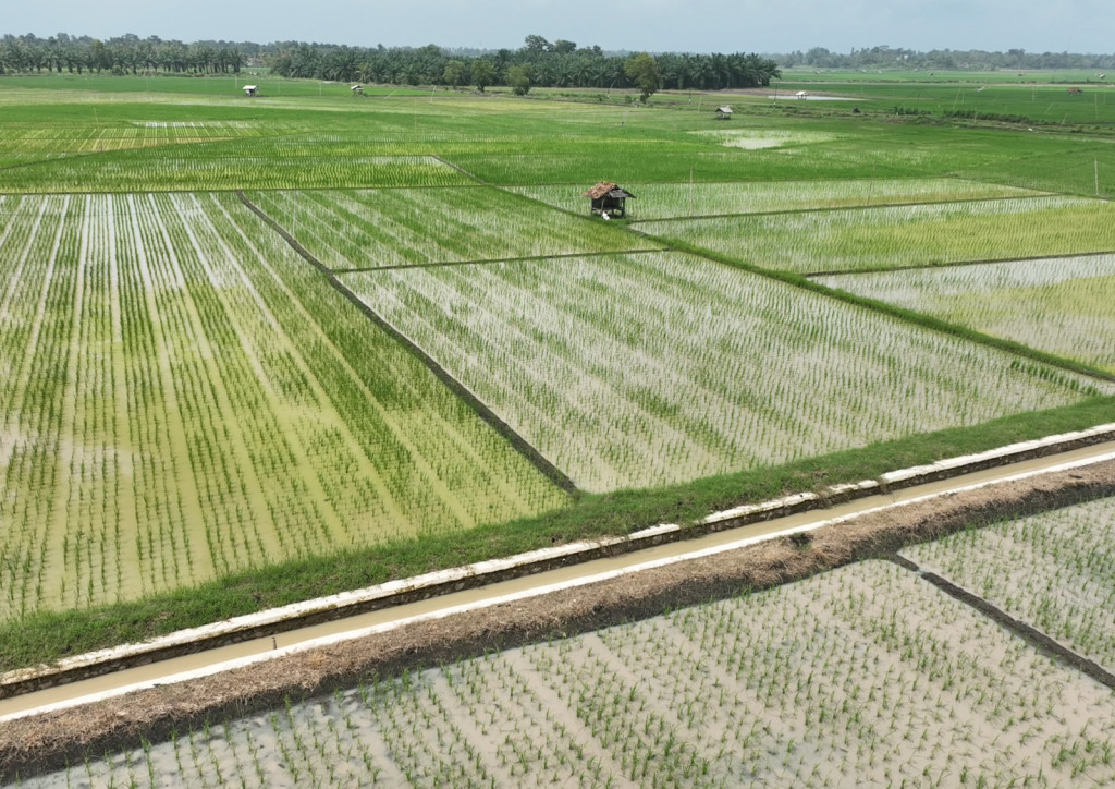 Pemkab Lampung Selatan Kembangkan 1.019 Hektare Kawasan Smart Farming di Candipuro