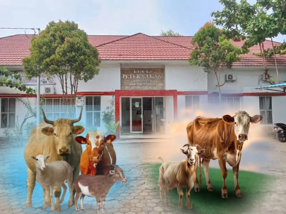 Jumlah Hewan Kurban 2025 di Lampung Selatan Tertinggi dalam 8 Tahun, Capai 14.886 Ekor